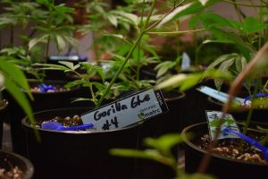 cannabis
