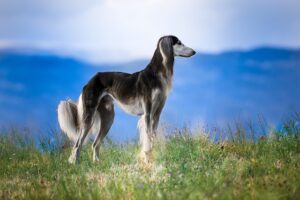 chiens anciens