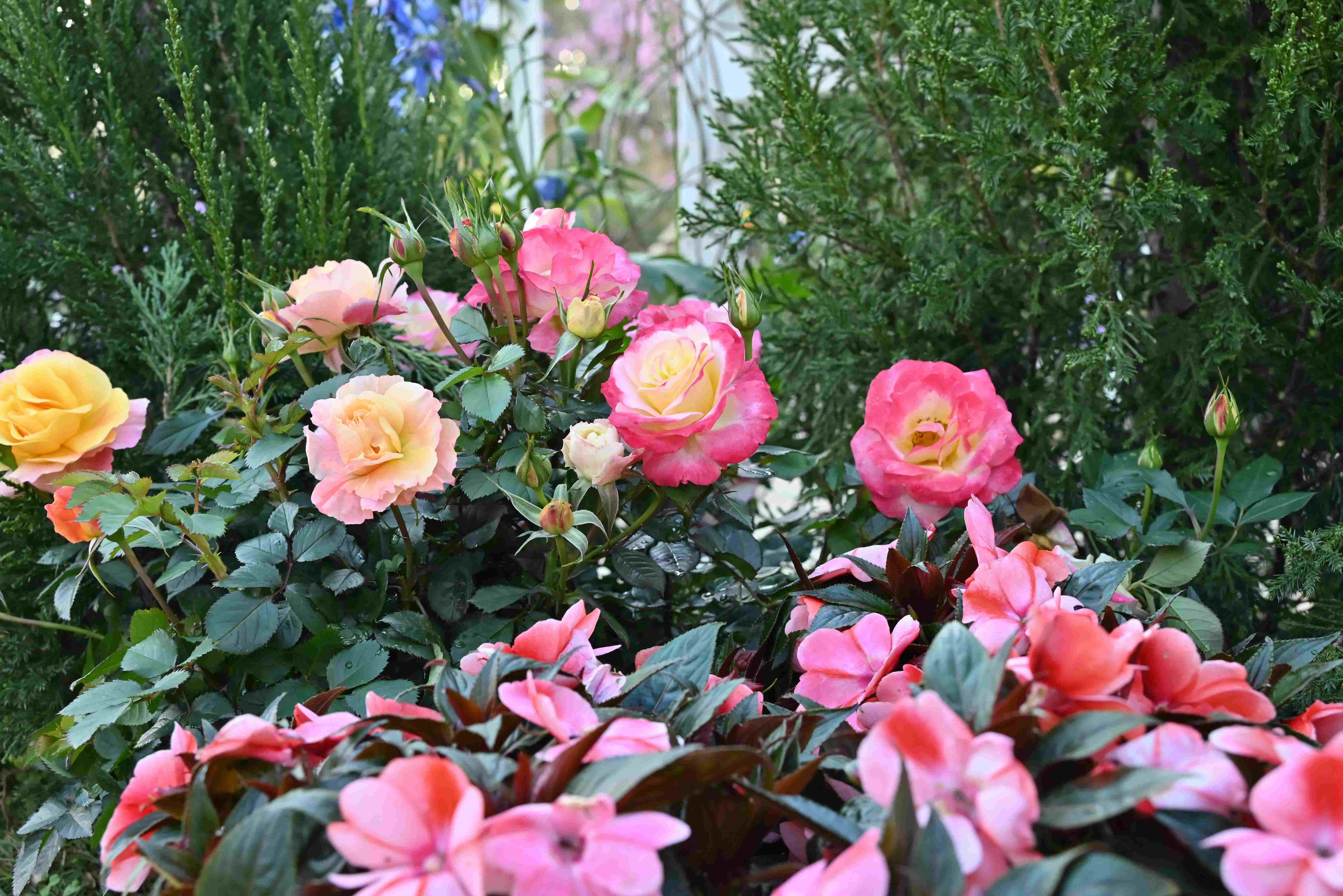 Harmonie naturelle : intégrer le jardin dans votre maison