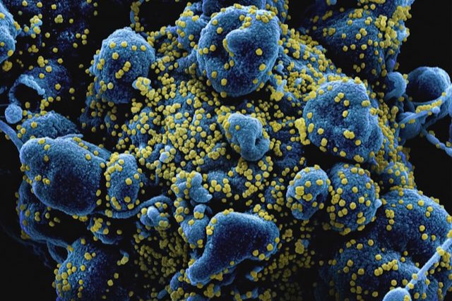 maladies infectieuses